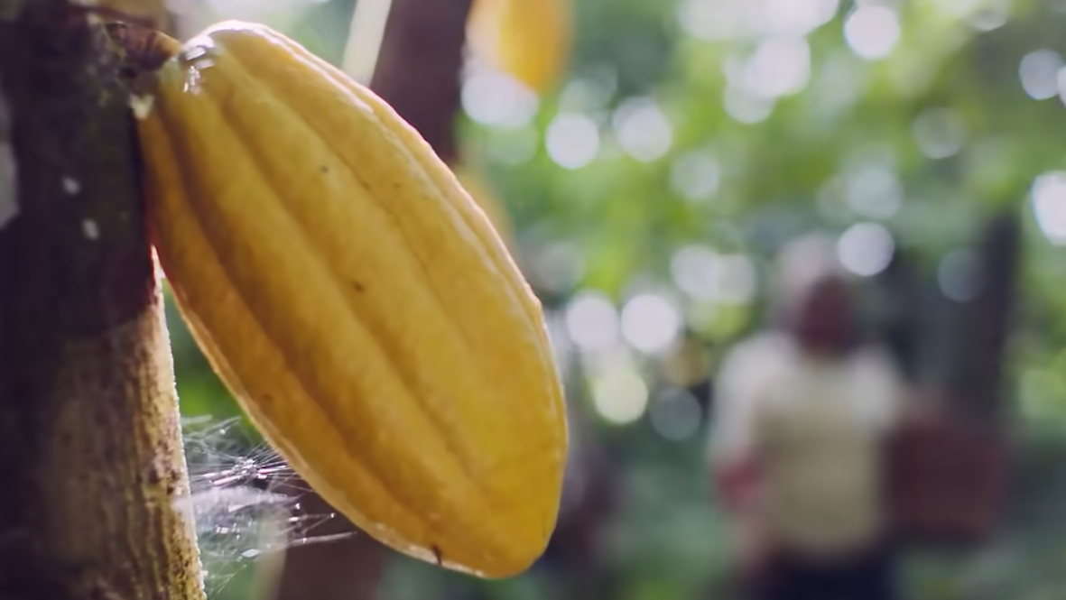 Cacauaré thumbnail